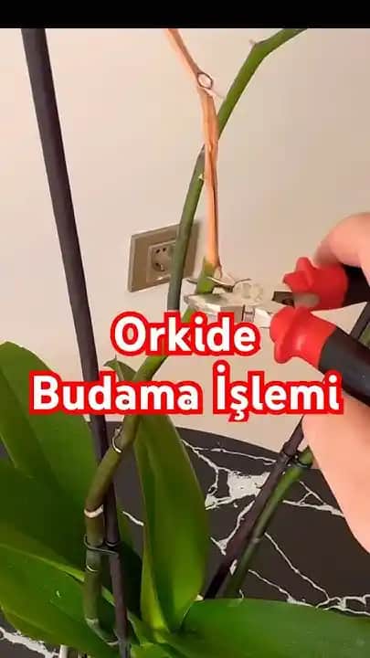 Orkide Dallarını Güvenle Kesme Yöntemleri ve Bakım İpuçları