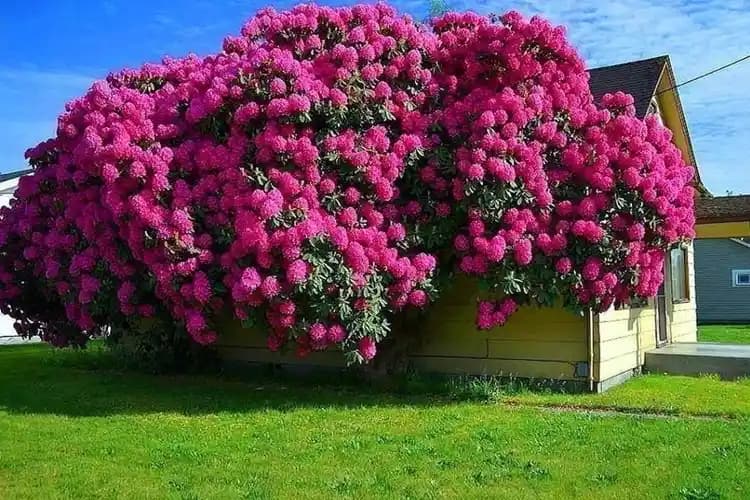 Orman Gülü Ağacıyla Dekorasyonda Doğal ve Şık Çözümler İçin Rehber