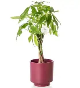 Para Ağacı ile Evinize Hem Estetik Hem de Pozitif Enerji Katın