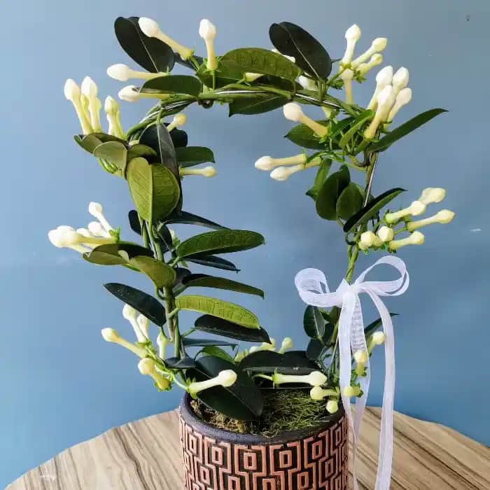 Yasemin Çiçeği ile Dekorasyonda Zarafet ve Doğal Şıklık Yaratma Rehberi