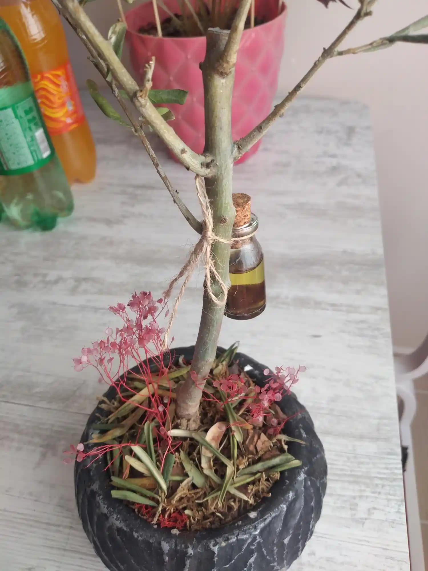 Zeytin Ağacı ile Dekorasyonda Doğal ve Şık Bir Atmosfer Yaratma Rehberi