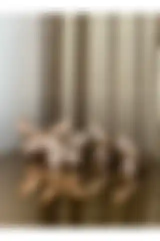 Housess Dekoratif 2'li Kelebek ve Kuş Mini Biblo Süs Seti Hakkında Bilgiler