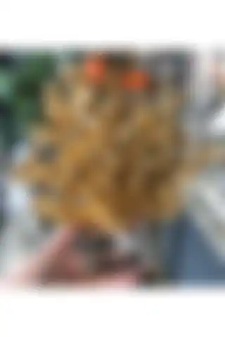 TASARIMHMODA Polyester Mercan Dekor ile Şık ve Dayanıklı Ev Dekorasyonu