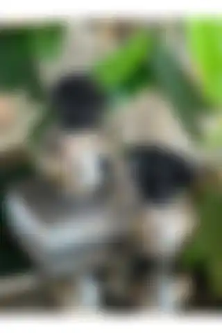 ArzzHome Dekoratif 2 Li Mercan Kutu: Estetik ve Fonksiyonellik