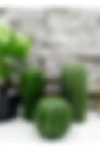 Patienc 3'lü Kaktüs Biblo ile Modern Ve Minimalist Dekorasyon