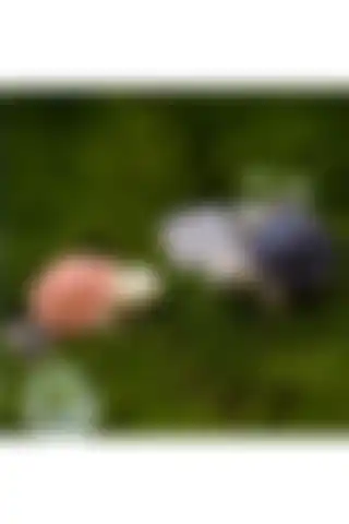 Himi Mini Kaplumbağa Teraryum Objeleri: Doğayı Evinize Taşıyın