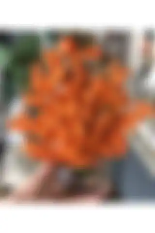 TASARIMHMODA Polyester Mercan Dekor: Şık ve Enerjik Ev Aksesuarı