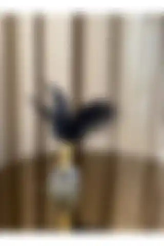 Housess 1 Adet Siyah Tüylü Gold Kristal Top Tüylük Dekor Biblo Süs