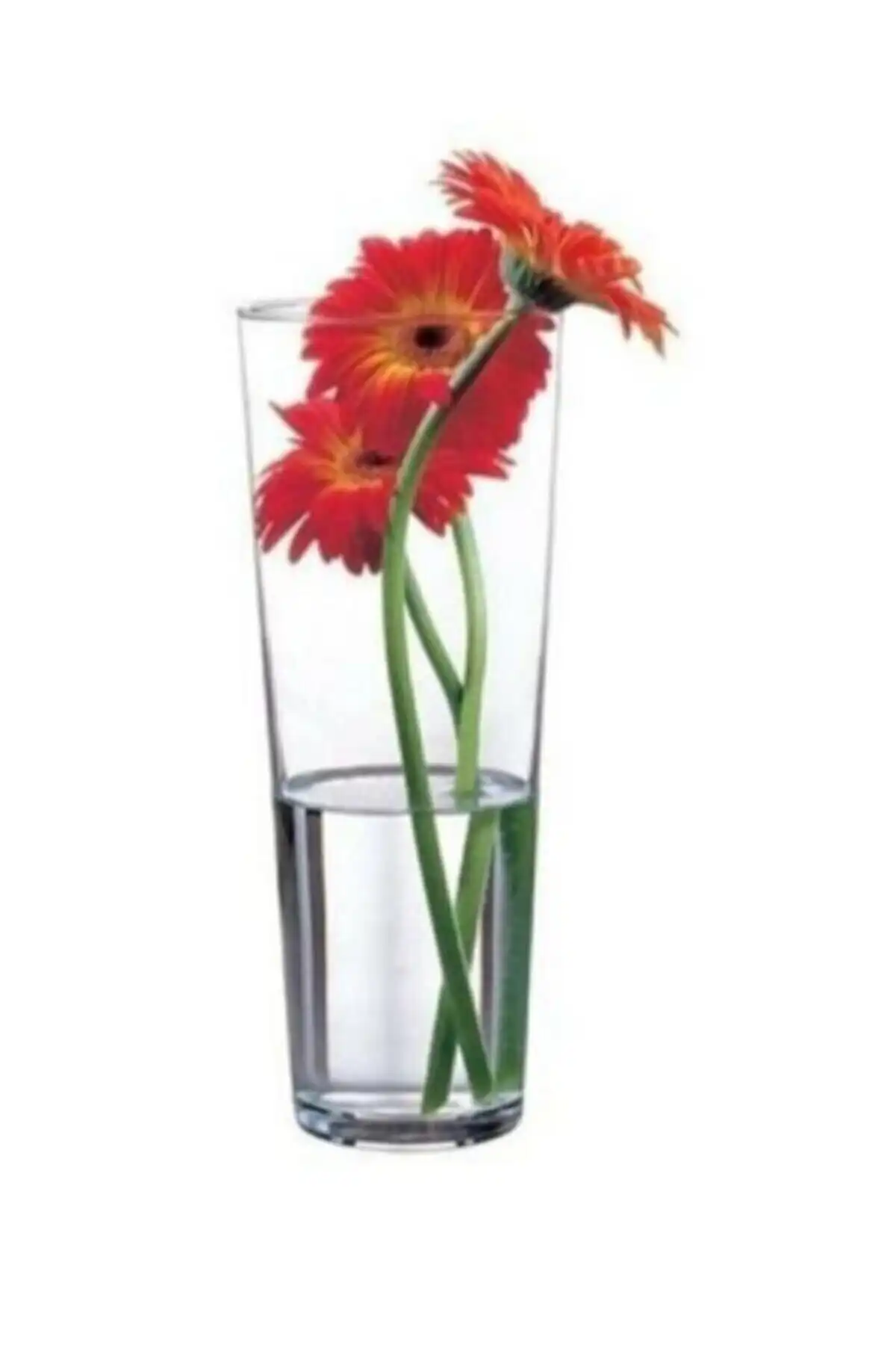 Paşabahçe Flora ve Silindir Vazolar: Karşılaştırma ve Detaylı İnceleme