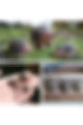Himi Teraryum Kirpi ve Tavşan Setleri: Hangi Ürün Daha İyi? Analiz