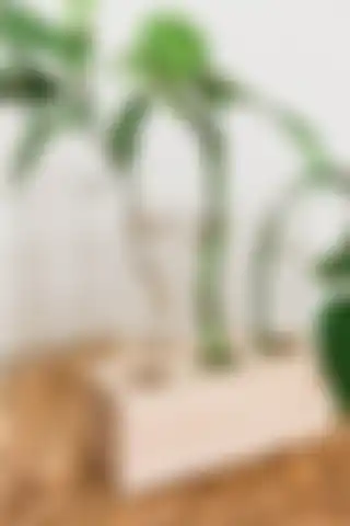 LALEZEN HOME 3'lü Cam Saksılık ile Modern ve Şık Dekorasyon