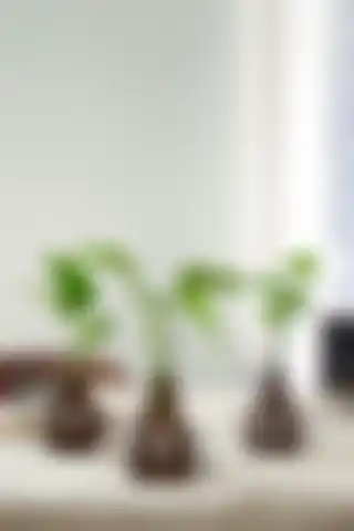 Nod Piramit Desenli 3'lü Dekoratif Ahşap Vazo ile Estetik Dokunuş