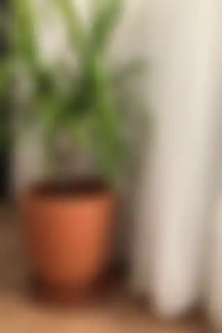 Woosen Büyük Boy Doğal Toprak Çömlek Saksı ile Modern Dekorasyon